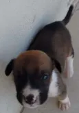 Bola, Pretinha, Pin