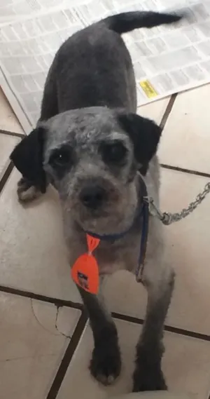 Cachorro raça Poodle idade 1 ano nome Jordan