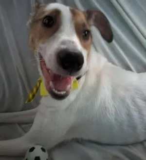 Cachorro raça SRD idade  nome Freddy
