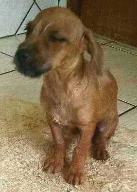 Cachorro ra a  idade 7 a 11 meses nome Não tem nome