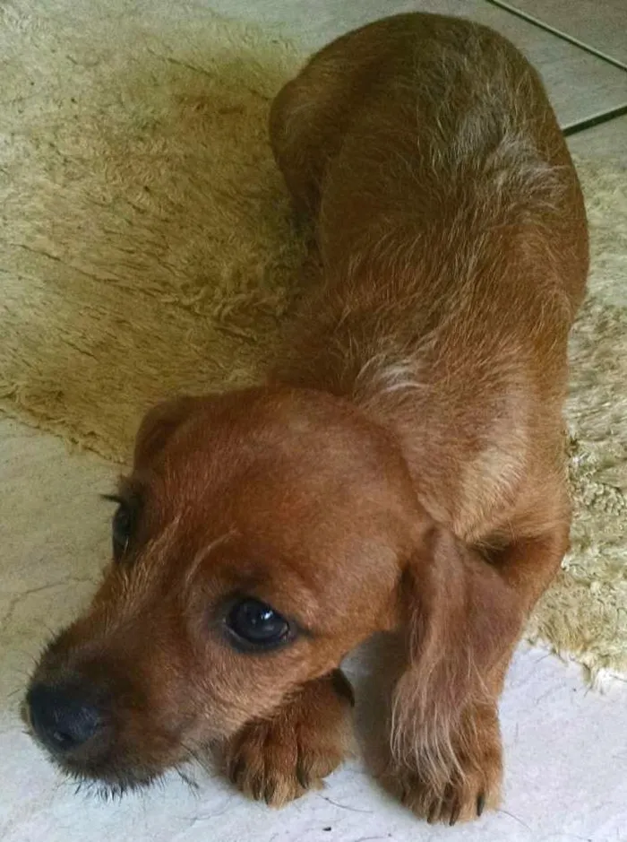 Cachorro ra a  idade 7 a 11 meses nome Não tem nome