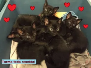 Gato raça SRD idade 2 a 6 meses nome Estão sem nome