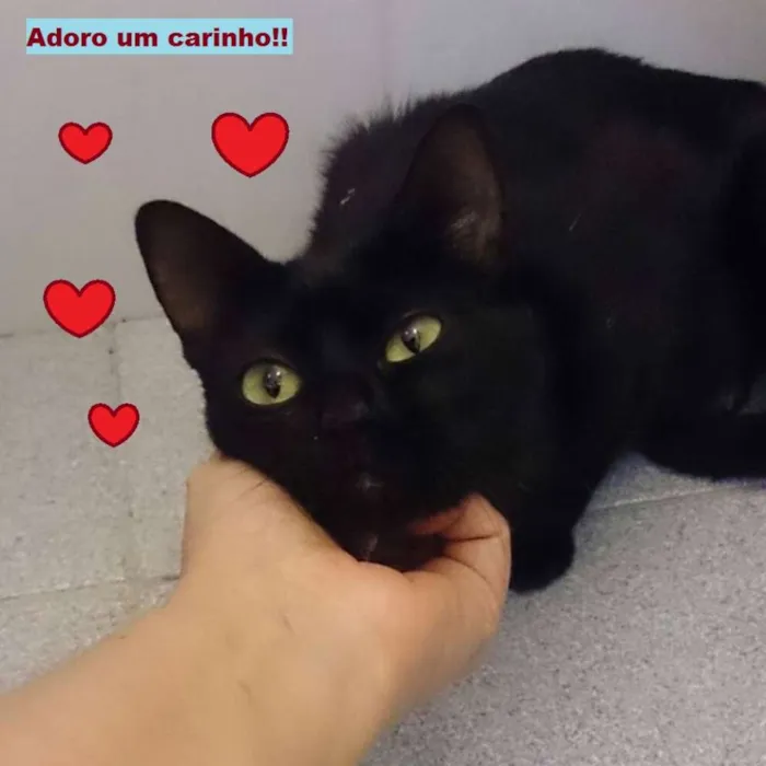 Gato ra a SRD idade 2 a 6 meses nome Estão sem nome