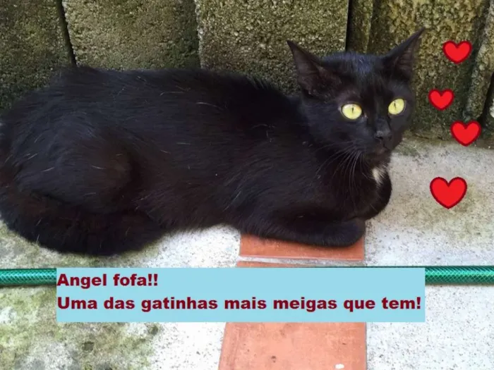 Gato ra a SRD idade 2 a 6 meses nome Estão sem nome