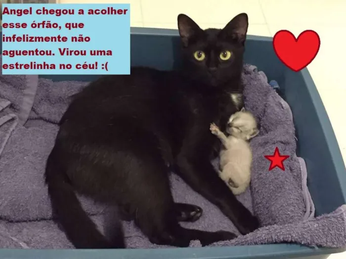 Gato ra a SRD idade 2 a 6 meses nome Estão sem nome