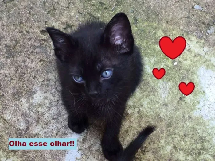 Gato ra a SRD idade 2 a 6 meses nome Estão sem nome