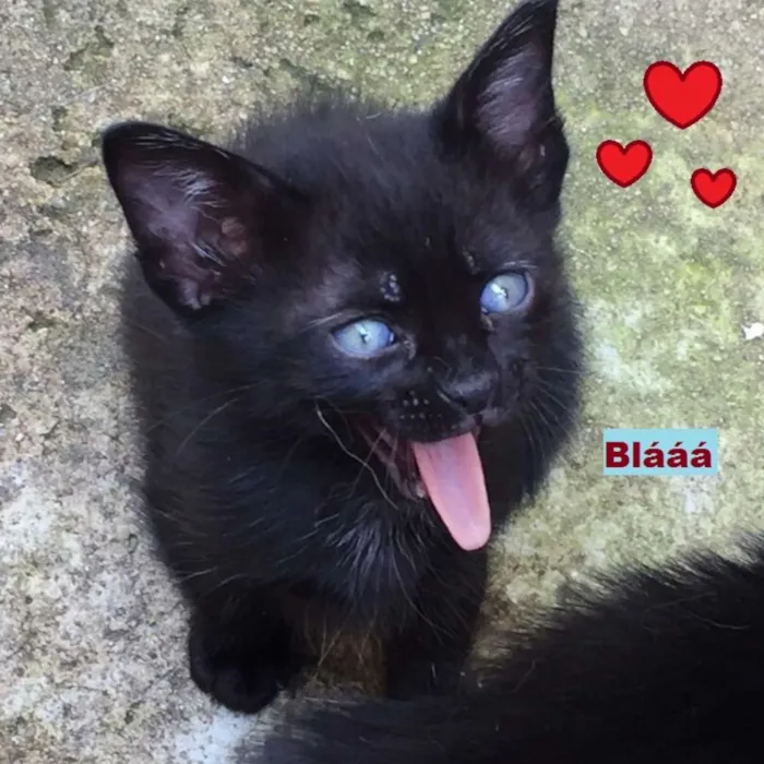 Gato ra a SRD idade 2 a 6 meses nome Estão sem nome