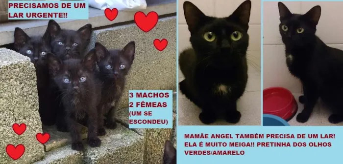 Gato ra a SRD idade 2 a 6 meses nome Estão sem nome
