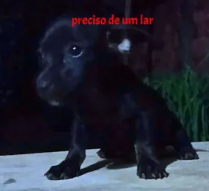 Cachorro raça SRD idade Abaixo de 2 meses nome s/n