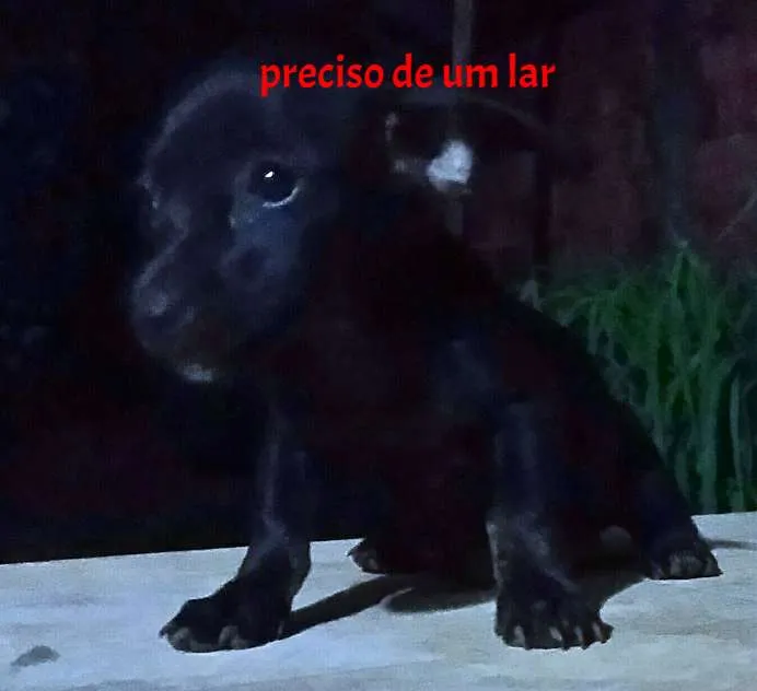 Cachorro ra a SRD idade Abaixo de 2 meses nome s/n