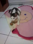 Gata Castrada