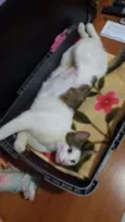 Gata Castrada