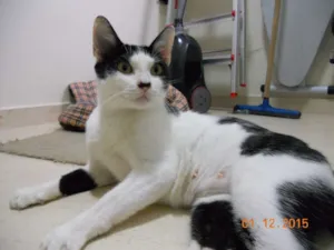 Gato raça SRD idade 7 a 11 meses nome Rosinha