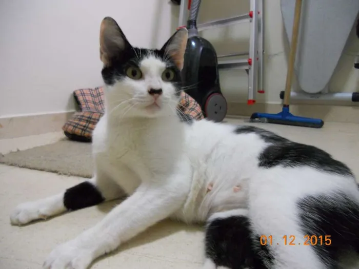 Gato ra a SRD idade 7 a 11 meses nome Rosinha