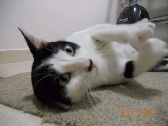 Gato ra a SRD idade 7 a 11 meses nome Rosinha
