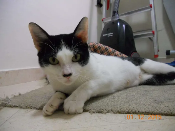 Gato ra a SRD idade 7 a 11 meses nome Rosinha