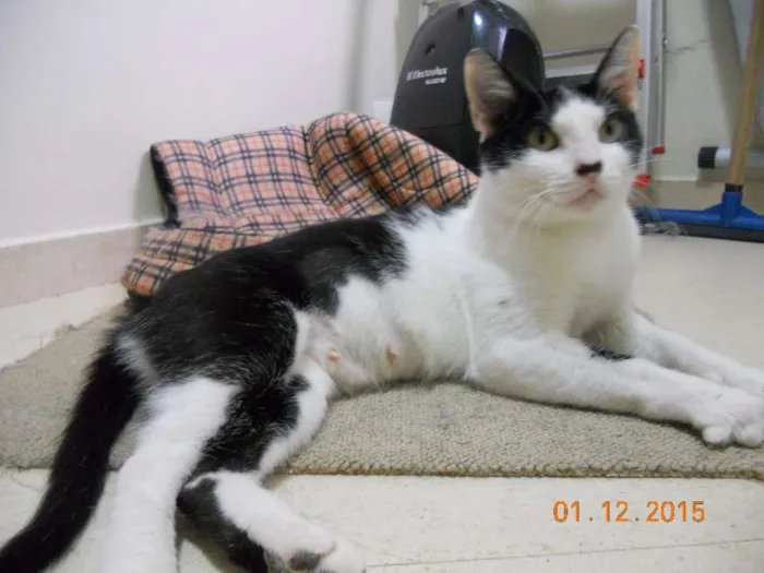 Gato ra a SRD idade 7 a 11 meses nome Rosinha