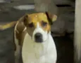Mel