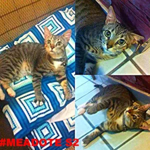 Gato raça GATO idade 2 a 6 meses nome ZIGG