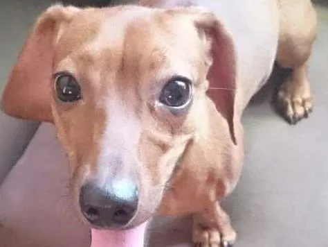 Cachorro raça Basset  idade 1 ano nome Não sei