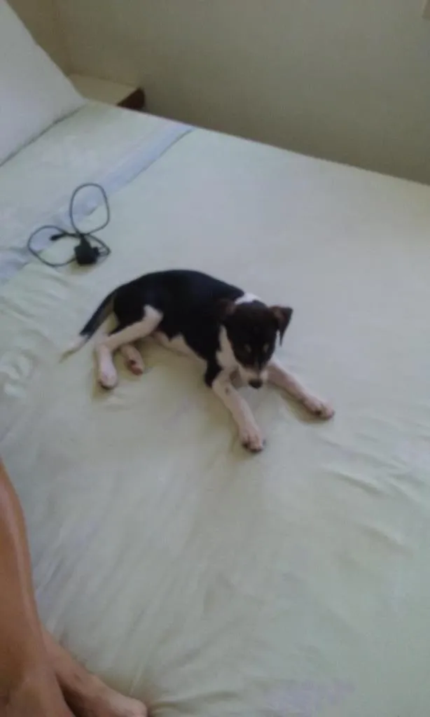 Cachorro raça SRD idade 2 a 6 meses nome Vitoria