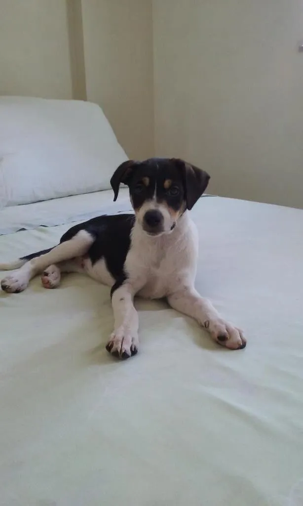 Cachorro raça SRD idade 2 a 6 meses nome Vitoria