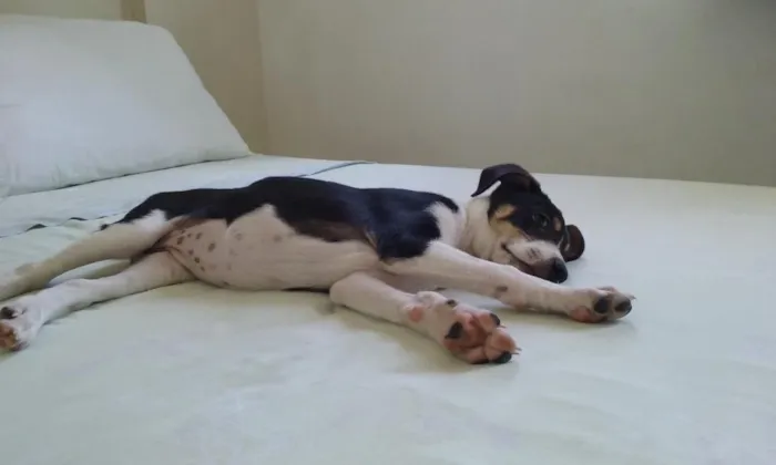 Cachorro raça SRD idade 2 a 6 meses nome Vitoria