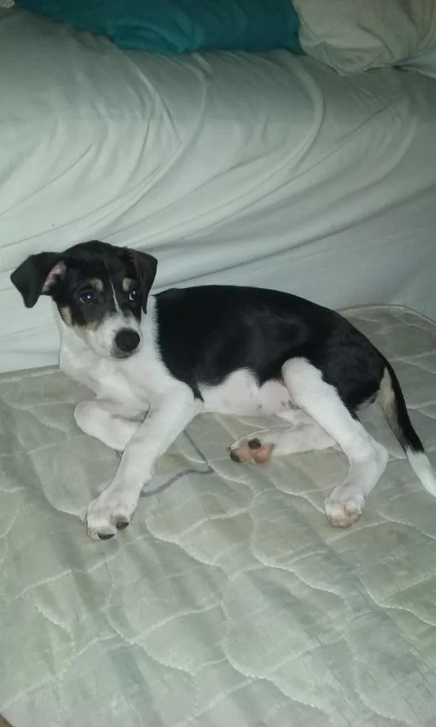 Cachorro raça SRD idade 2 a 6 meses nome Vitoria