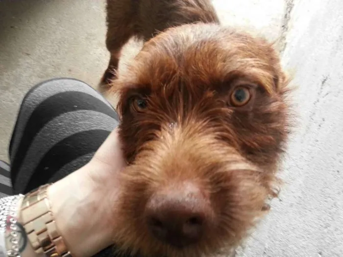 Cachorro ra a SRD idade 4 anos nome Marrom
