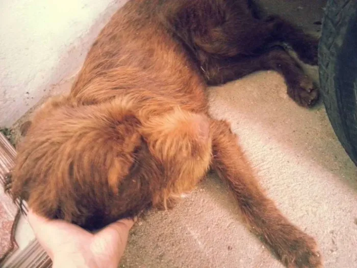 Cachorro ra a SRD idade 4 anos nome Marrom