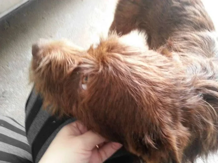 Cachorro ra a SRD idade 4 anos nome Marrom