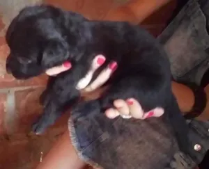 Cachorro raça SRD idade 2 a 6 meses nome Molly