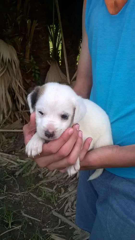 Cachorro ra a SRD idade Abaixo de 2 meses nome Sem Nome