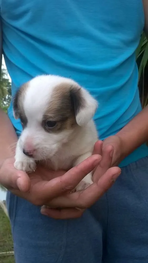 Cachorro ra a SRD idade Abaixo de 2 meses nome Sem Nome