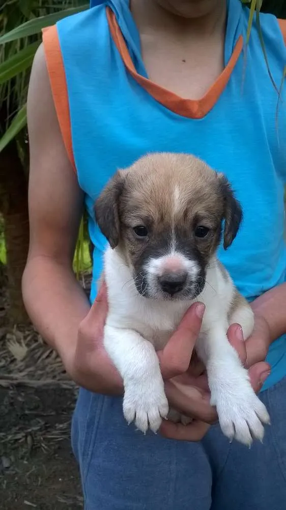 Cachorro ra a SRD idade Abaixo de 2 meses nome Sem Nome