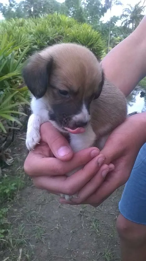 Cachorro ra a SRD idade Abaixo de 2 meses nome Sem Nome