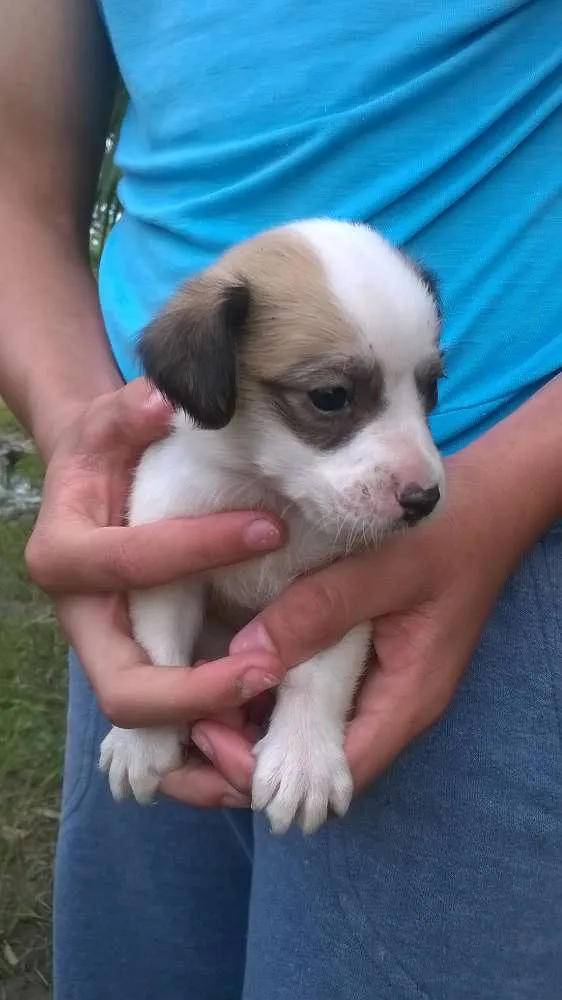 Cachorro ra a SRD idade Abaixo de 2 meses nome Sem Nome