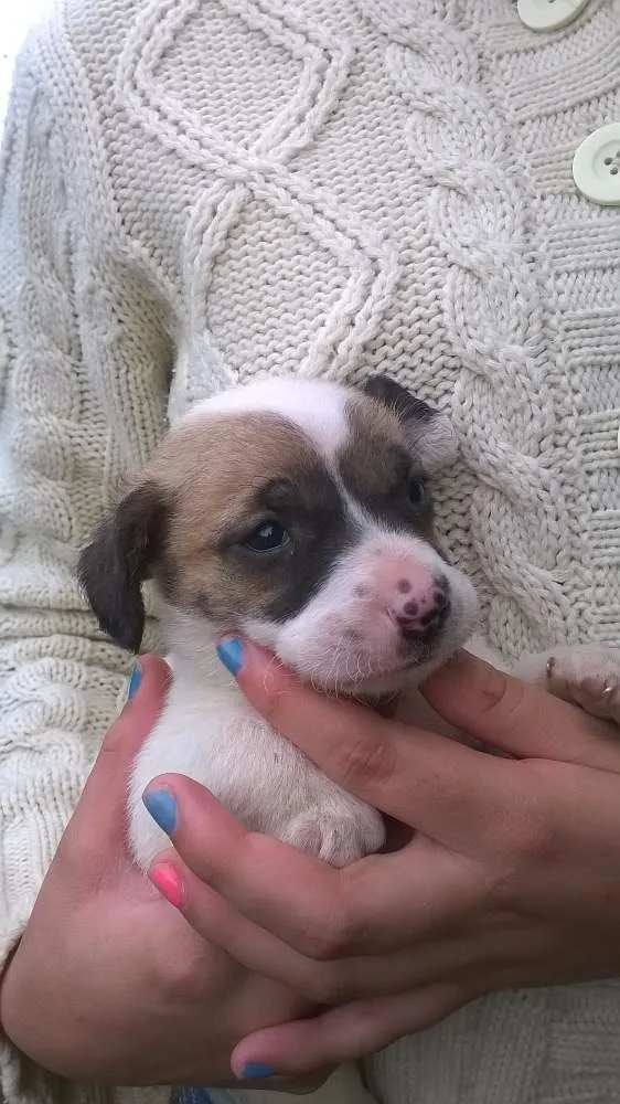 Cachorro ra a SRD idade Abaixo de 2 meses nome Sem Nome