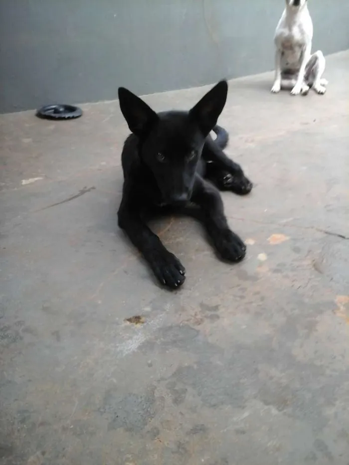 Cachorro ra a Mix Pastor Preto idade 2 a 6 meses nome Wolf