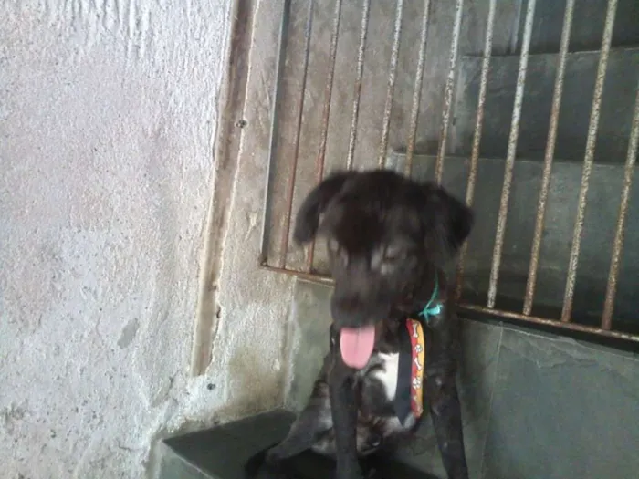 Cachorro ra a Poodle idade 7 a 11 meses nome POODLE PRETO