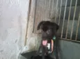 POODLE PRETO