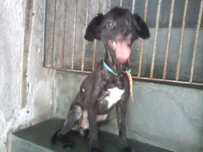 Cachorro ra a Poodle idade 7 a 11 meses nome POODLE PRETO