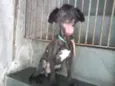 POODLE PRETO