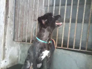 Cachorro raça Poodle idade 7 a 11 meses nome POODLE PRETO