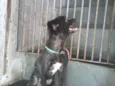 POODLE PRETO