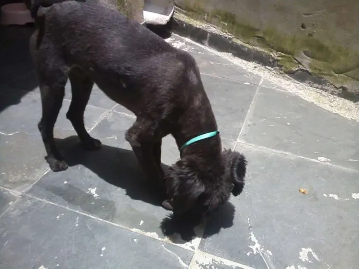 Cachorro ra a Poodle idade 7 a 11 meses nome POODLE PRETO