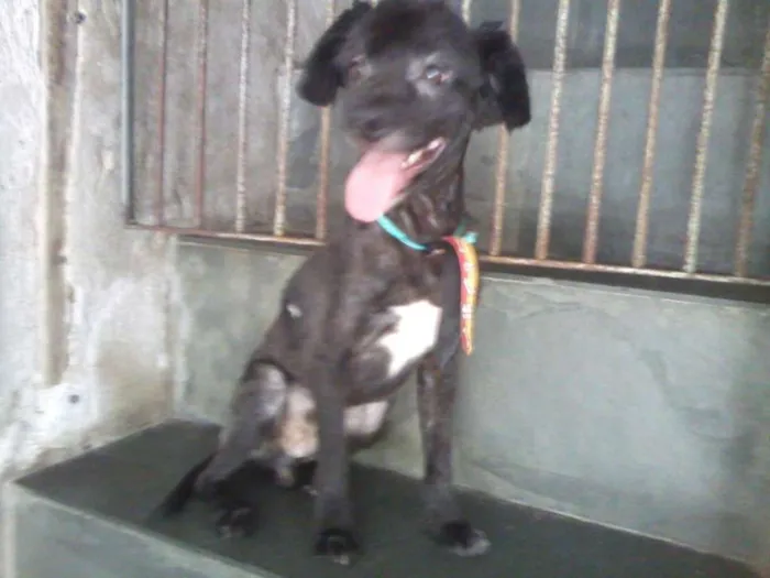 Cachorro ra a Poodle idade 7 a 11 meses nome POODLE PRETO