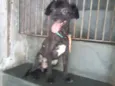 POODLE PRETO