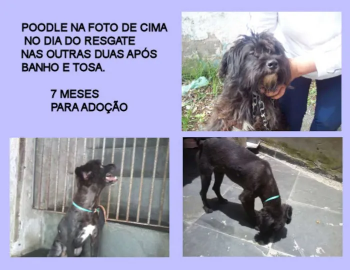 Cachorro ra a Poodle idade 7 a 11 meses nome POODLE PRETO