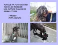 POODLE PRETO
